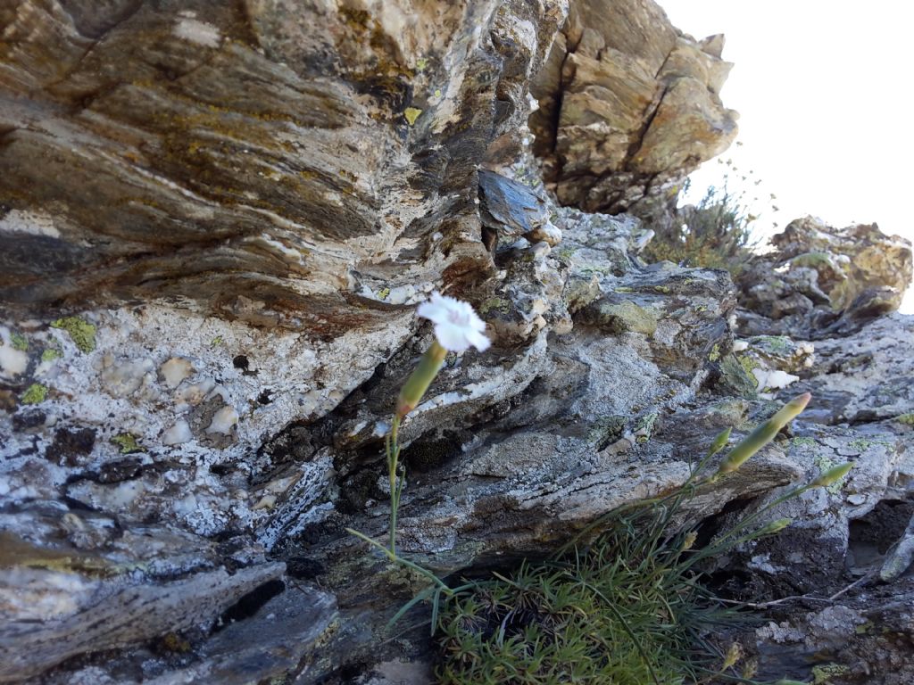 Sardegna: Dyanthus morisianum?